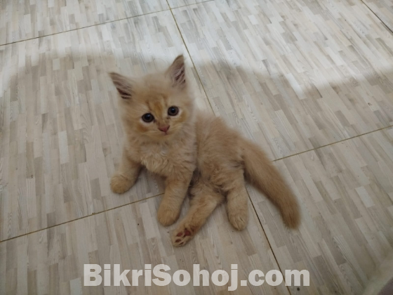 Persian Cat
